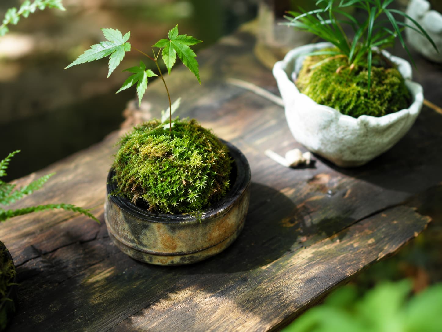 苔玉