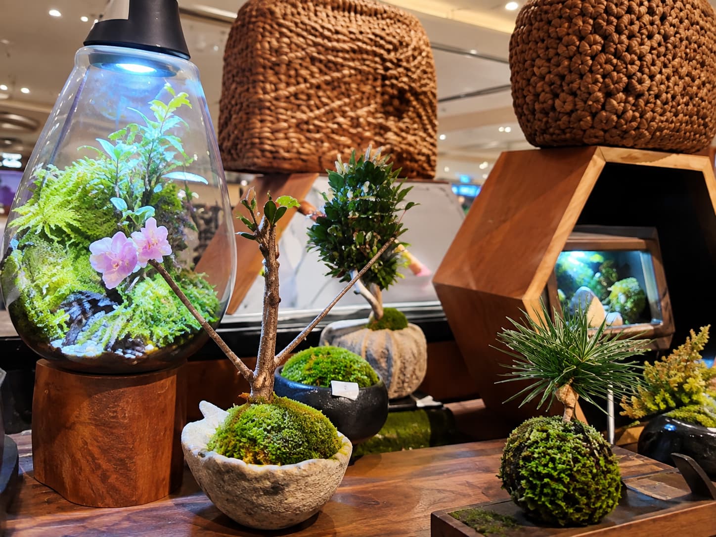 苔玉完成例